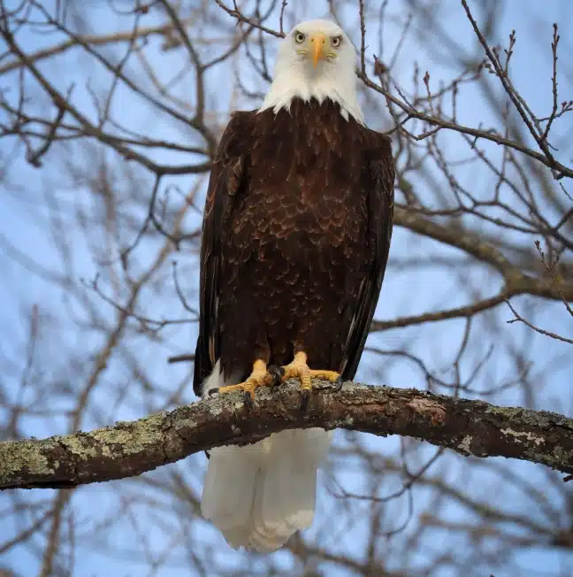 a bald eagle looking at the camera from a branch in a tree