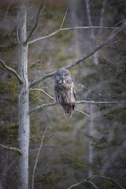 an owl perched on a tree branch looking into the camera in the north woods of minnesota
